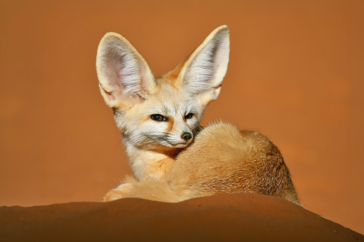 Wild Wonders of the Sahara wildlife photography tour