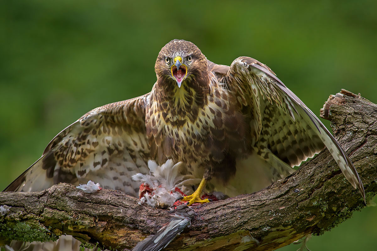 Wild Buzzard Hide
