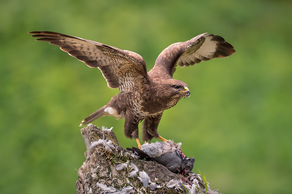 Wild Buzzard Hide wildlife photography