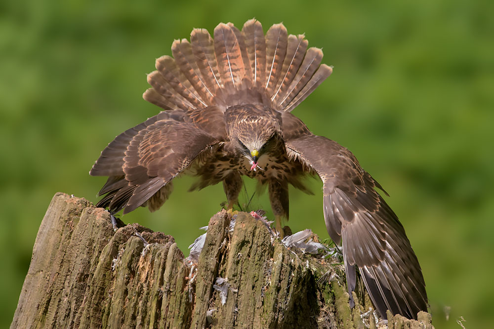 Wild Buzzard Hide wildlife photography