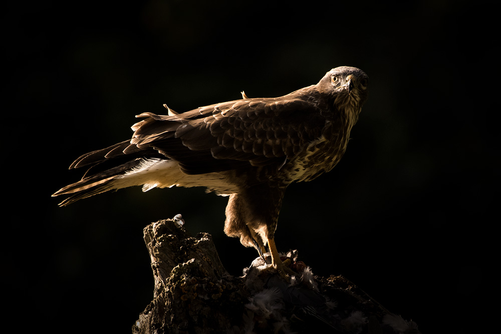 Wild Buzzard Hide wildlife photography