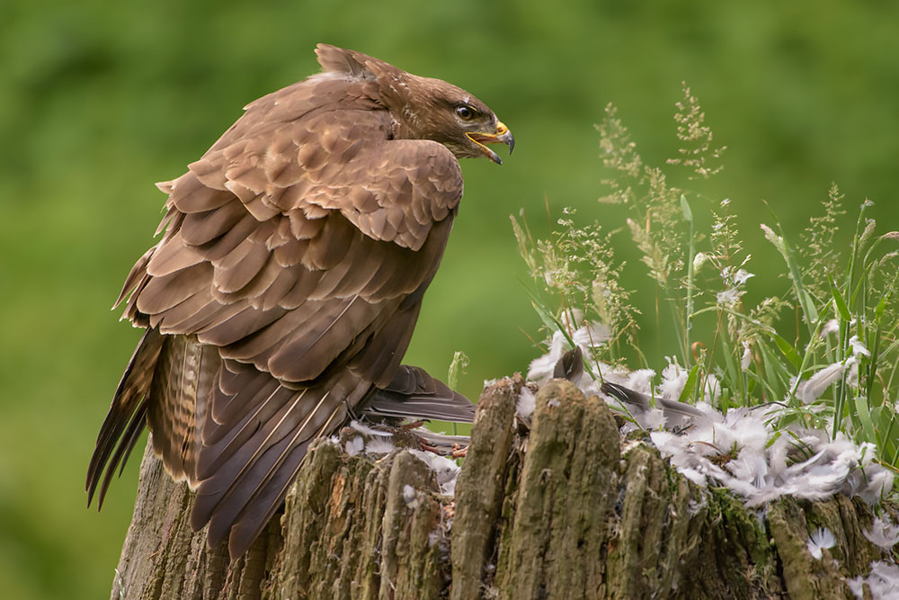 Wild Buzzard Hide wildlife photography