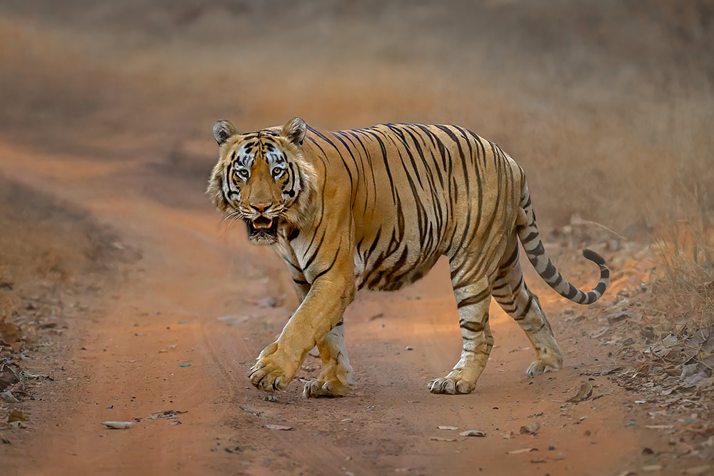 Big Cats of India wildlife photography