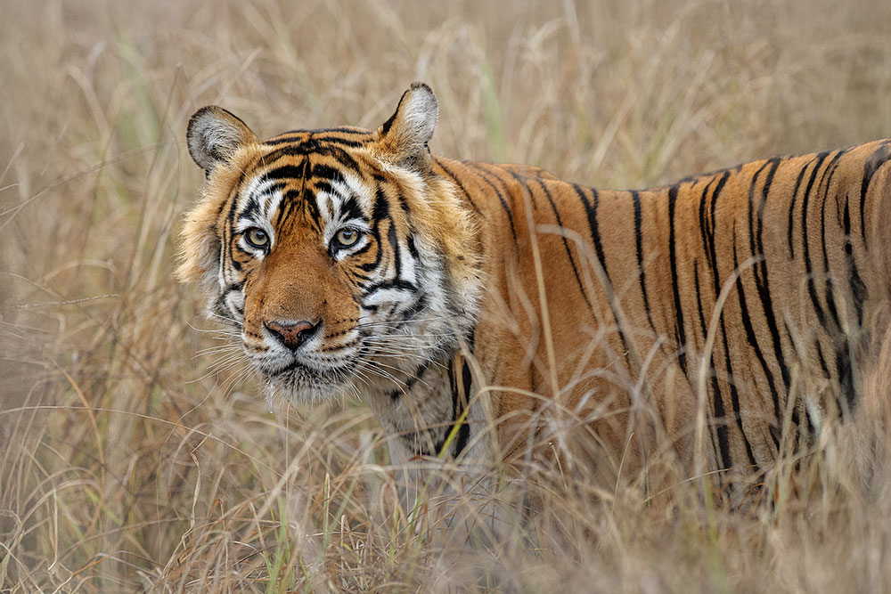 Big Cats of India wildlife photography