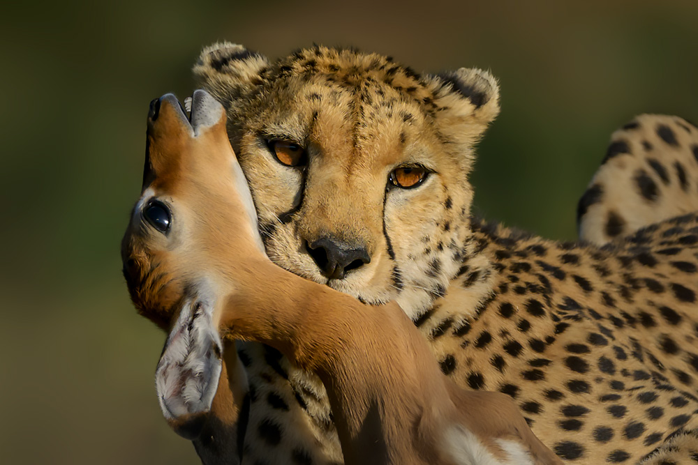 Spectacles of Masai Mara wildlife photography