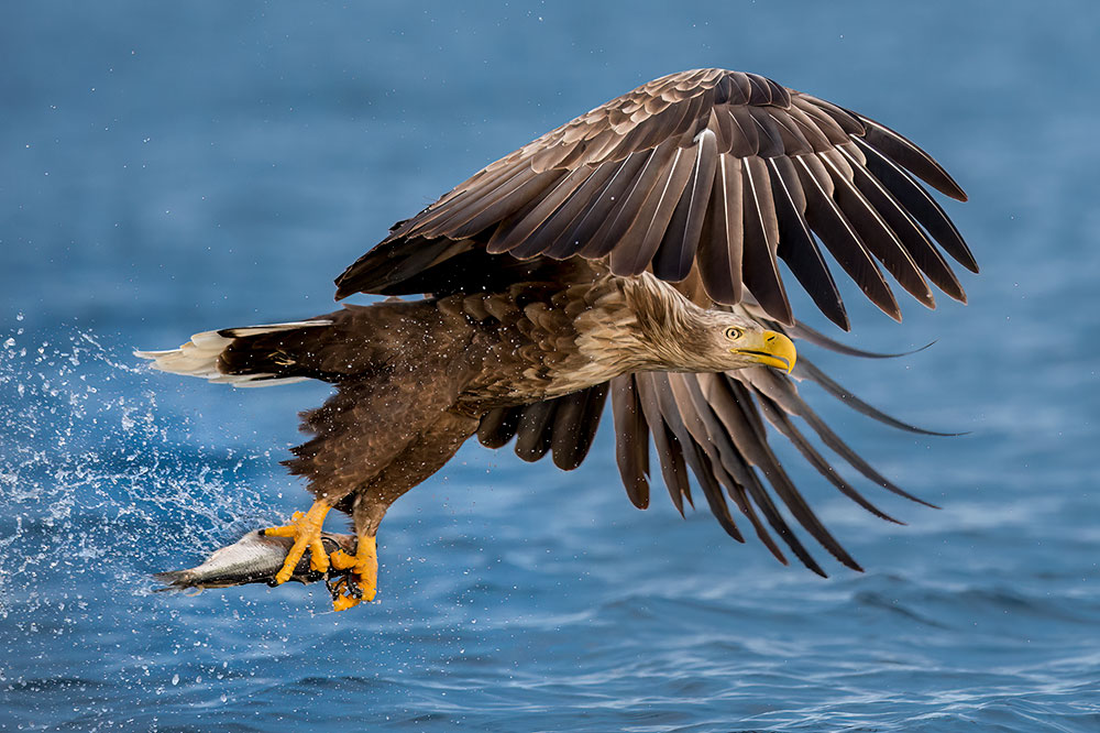 Bespoke wildlife photography