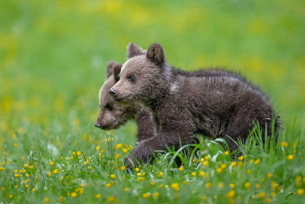 Bespoke wildlife photography