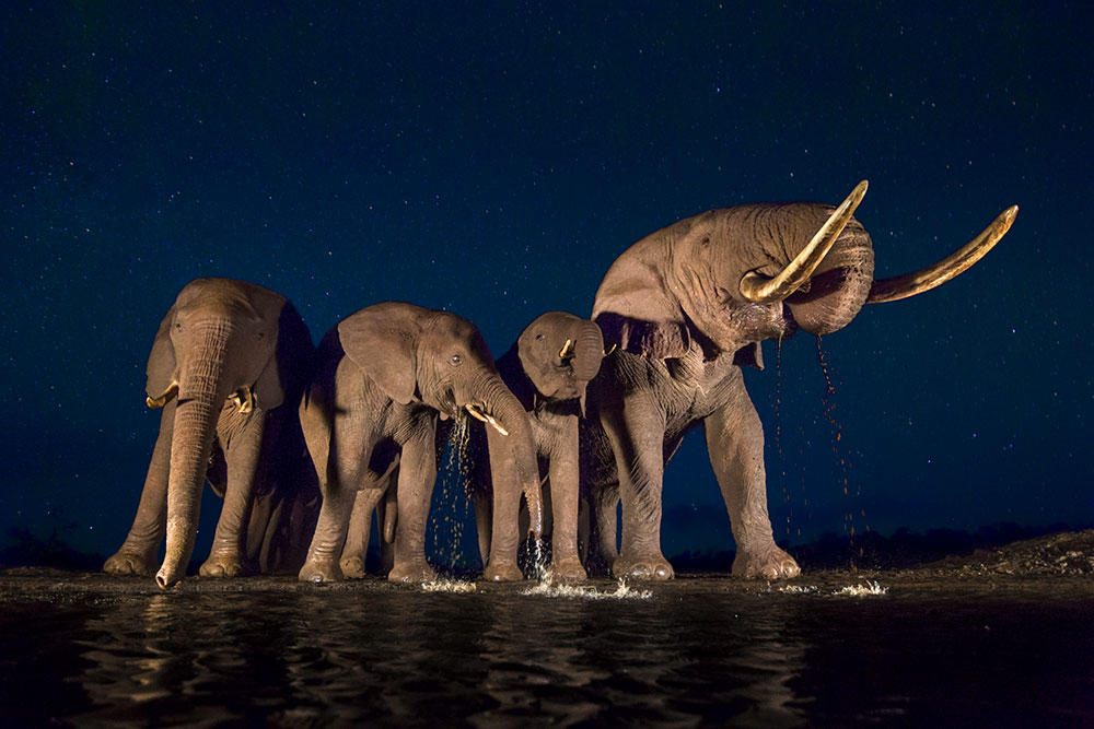 Bespoke wildlife photography