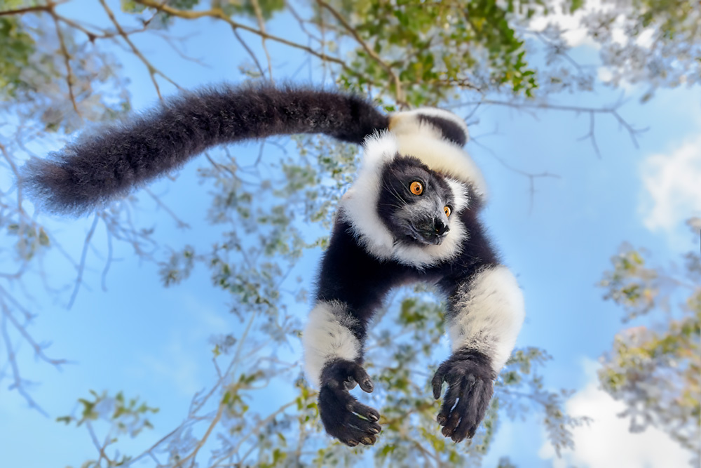 Bespoke wildlife photography