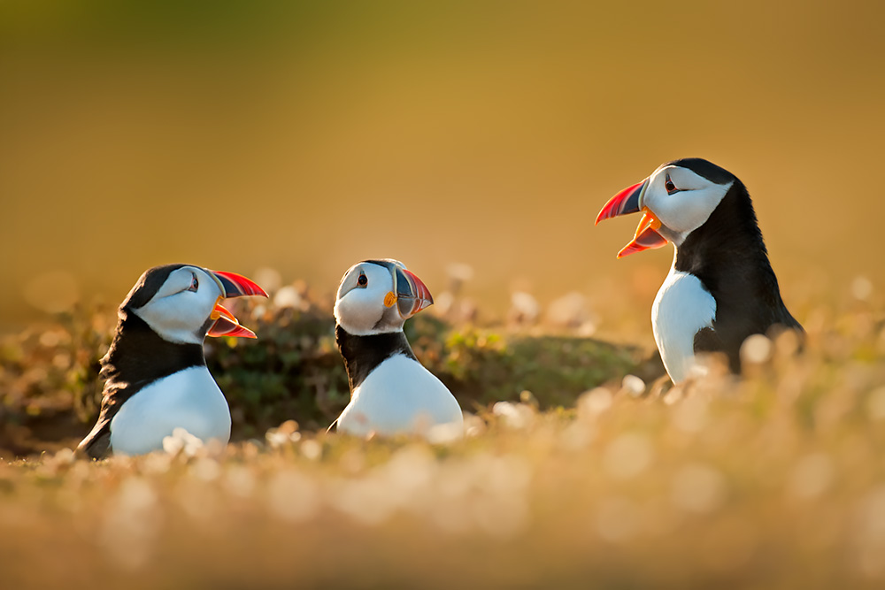 Bespoke wildlife photography