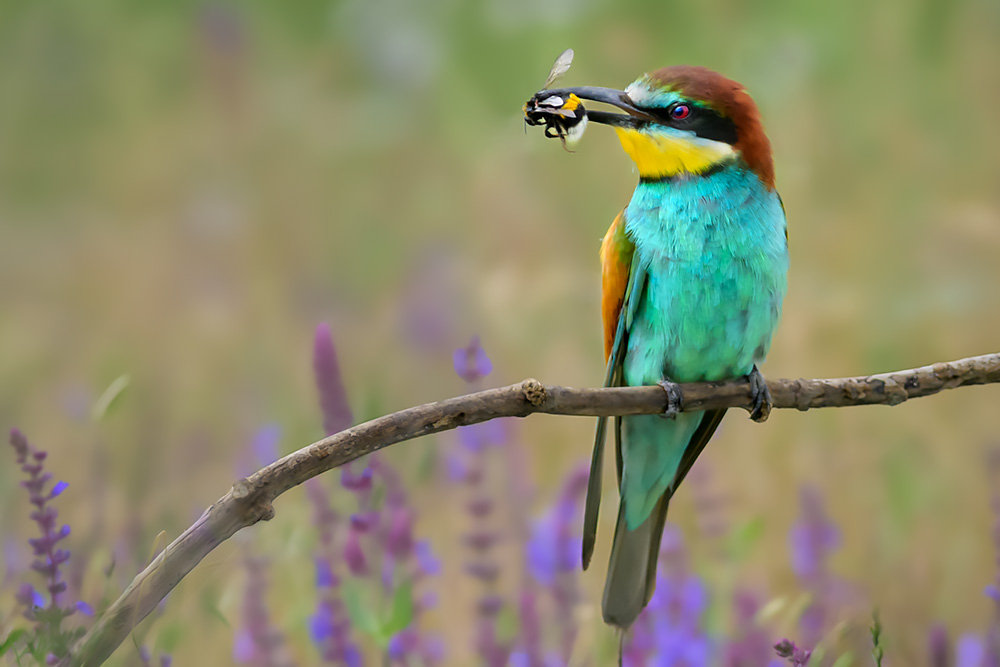 Bespoke wildlife photography