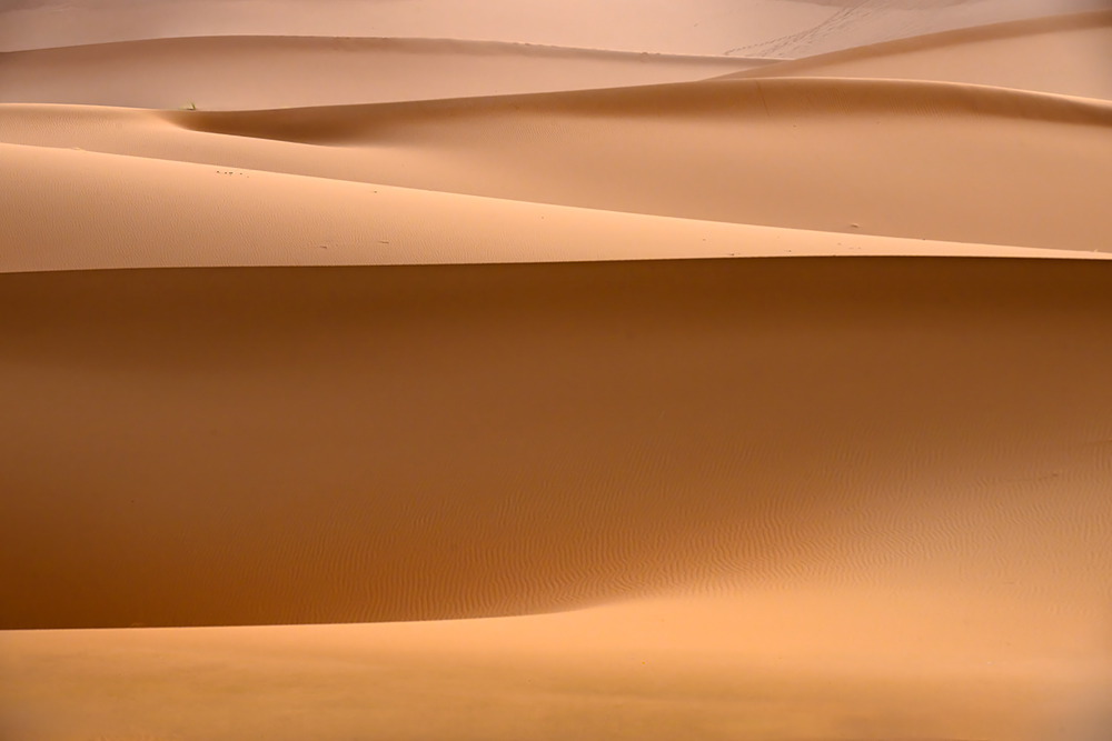 Wild Wonders of the Sahara wildlife photography