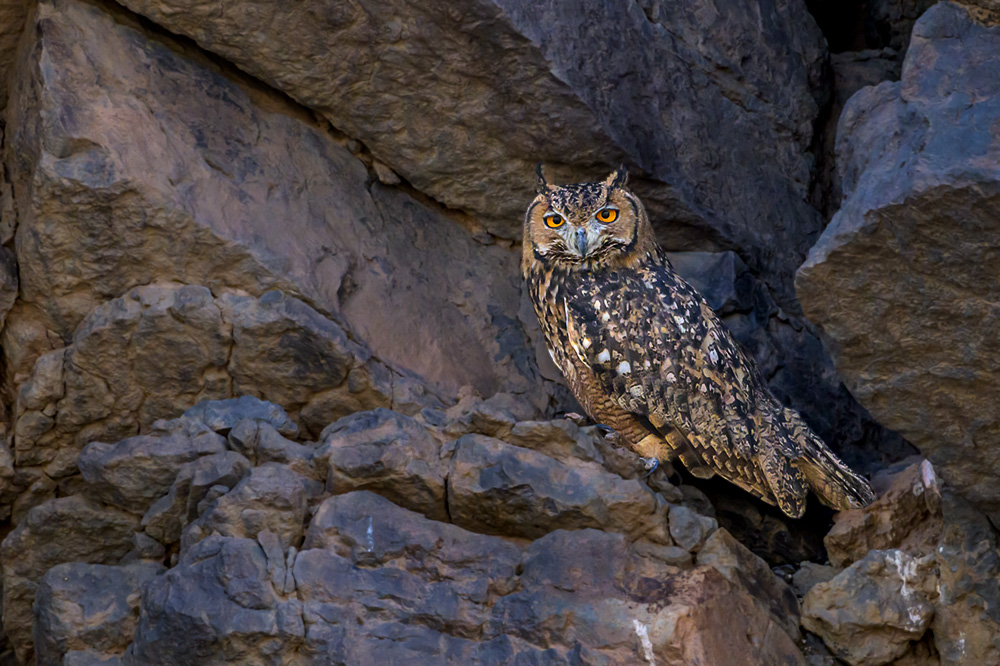 Pharaoh's Eagle Owl — Wild Wonders of the Sahara wildlife photography