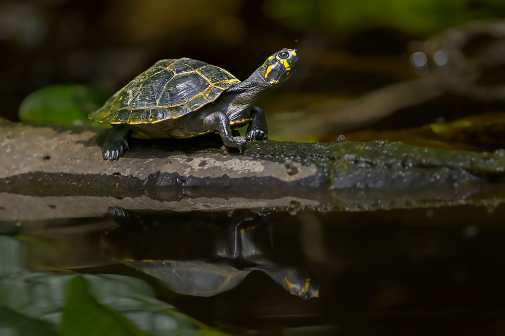 Wild & Colourful Ecuador wildlife photography