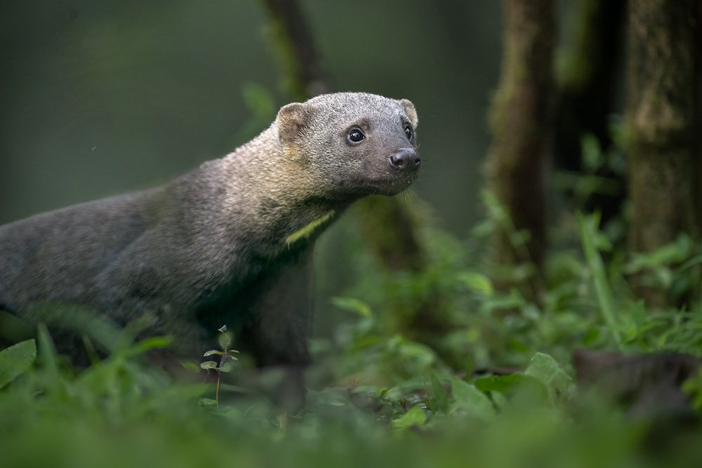 Wild & Colourful Ecuador wildlife photography