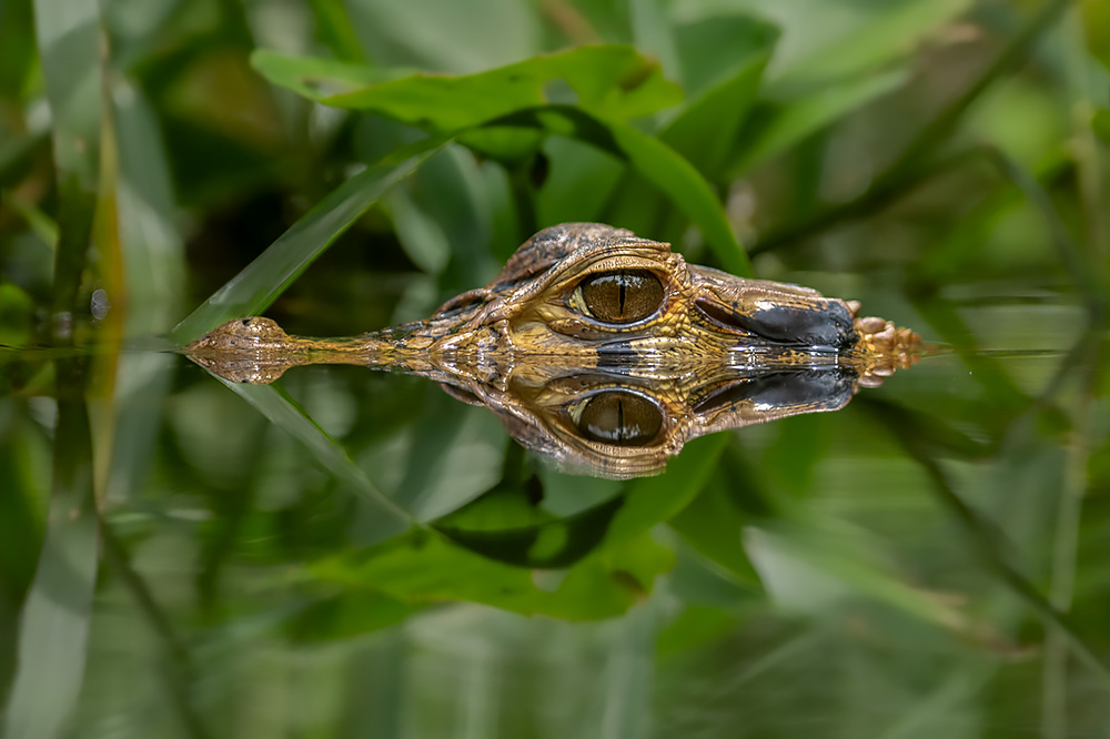 Wild & Colourful Ecuador wildlife photography