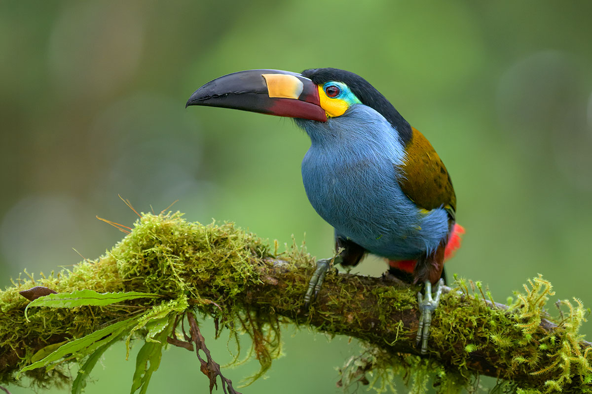 Wild & Colourful Ecuador wildlife photography tour