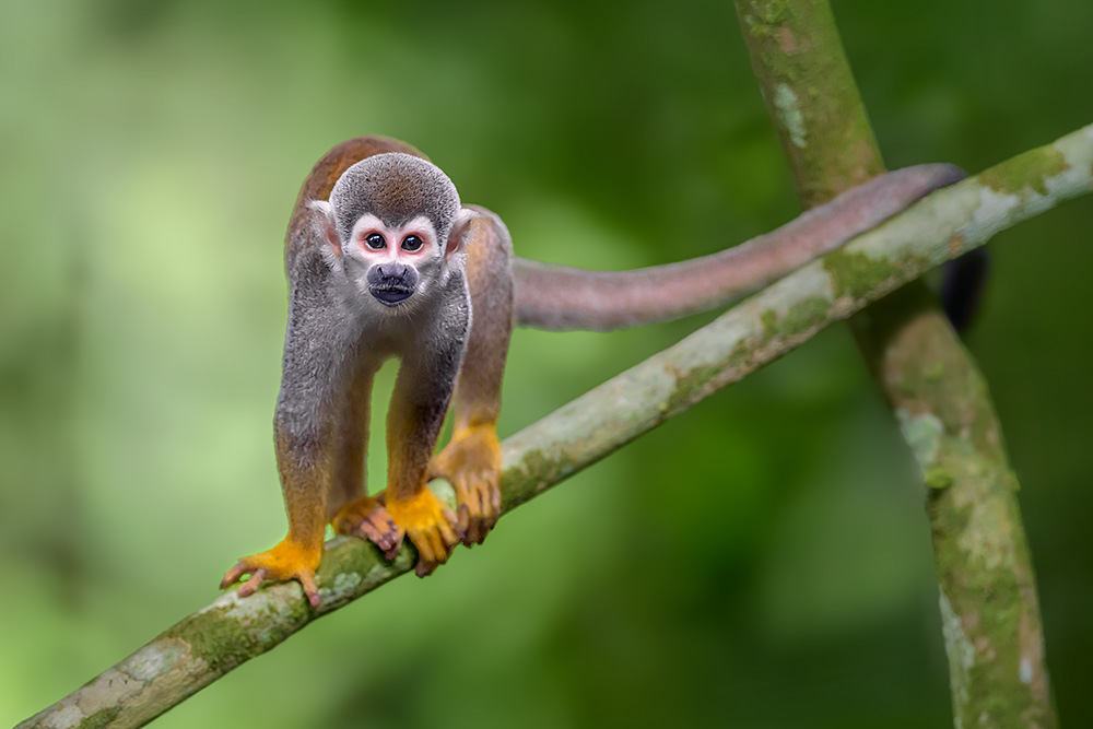 Wild & Colourful Ecuador wildlife photography