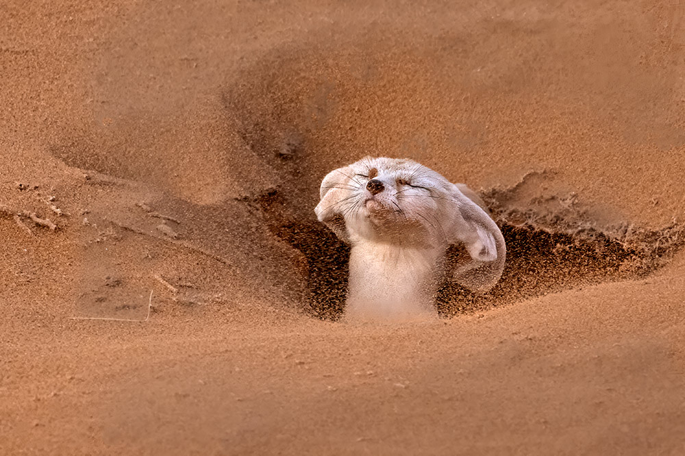 Dama Gazelle — Wild Wonders of the Sahara wildlife photography