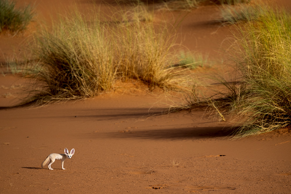 Wild Wonders of the Sahara wildlife photography