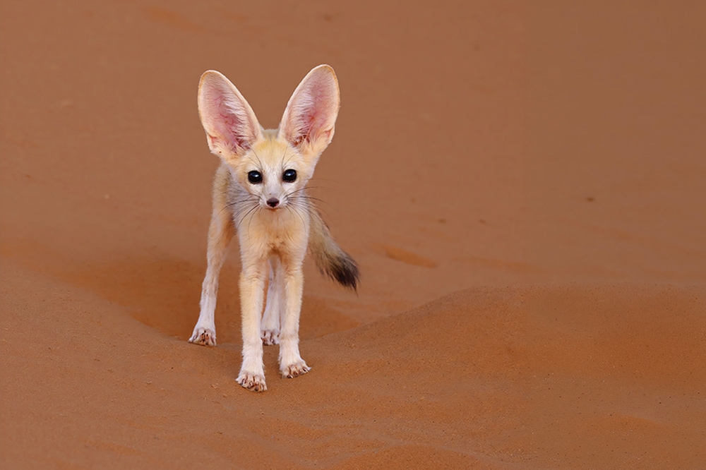 Wild Wonders of the Sahara wildlife photography
