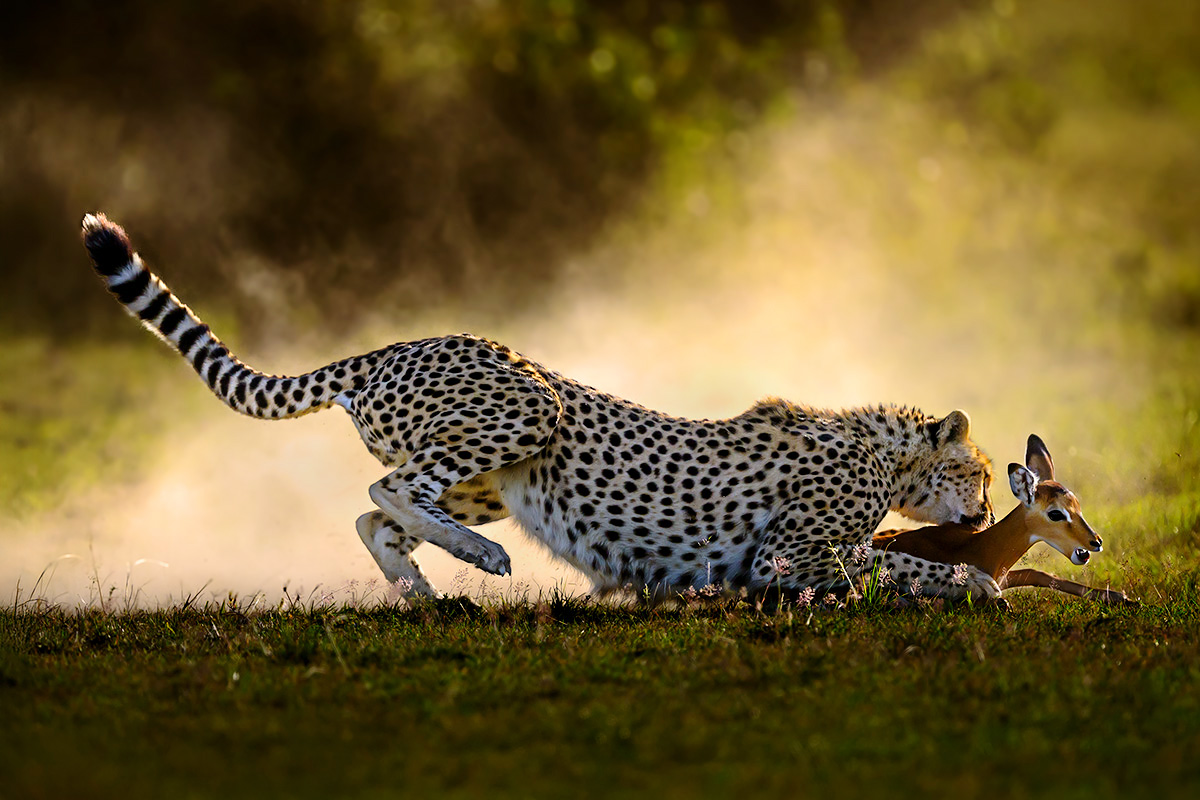 Spectacles of Masai Mara wildlife photography tour