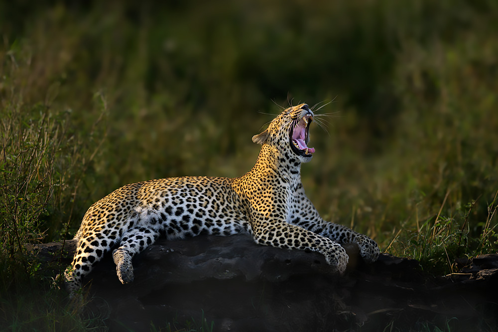 Spectacles of Masai Mara wildlife photography