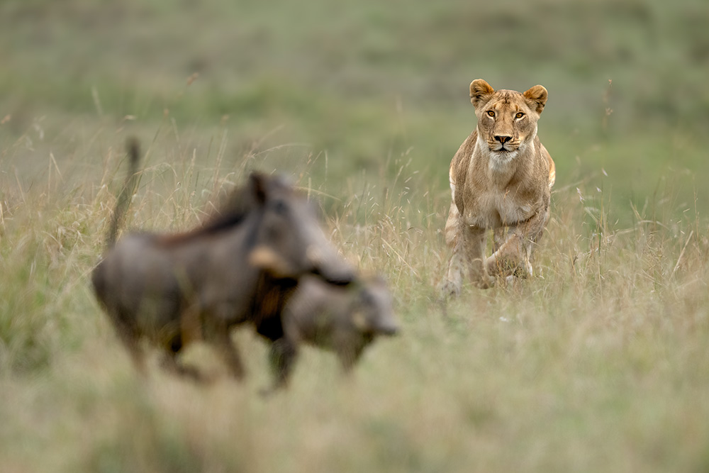 Spectacles of Masai Mara wildlife photography