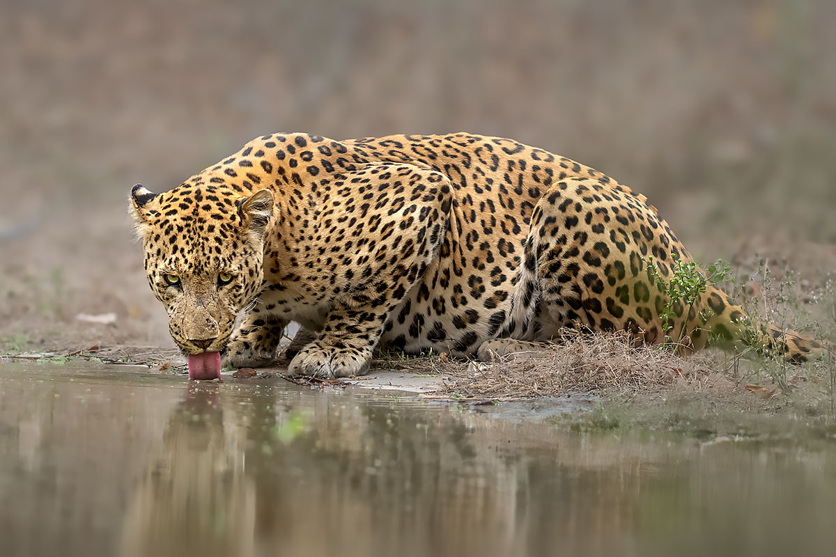 Big Cats of India wildlife photography tour