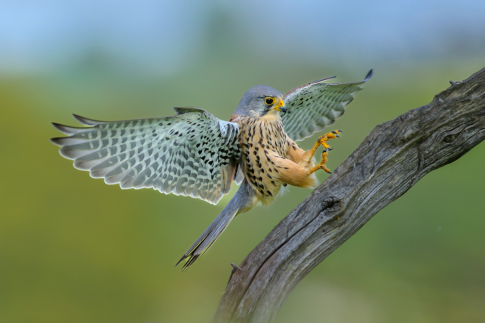 Wild Kestrel Hide wildlife photography