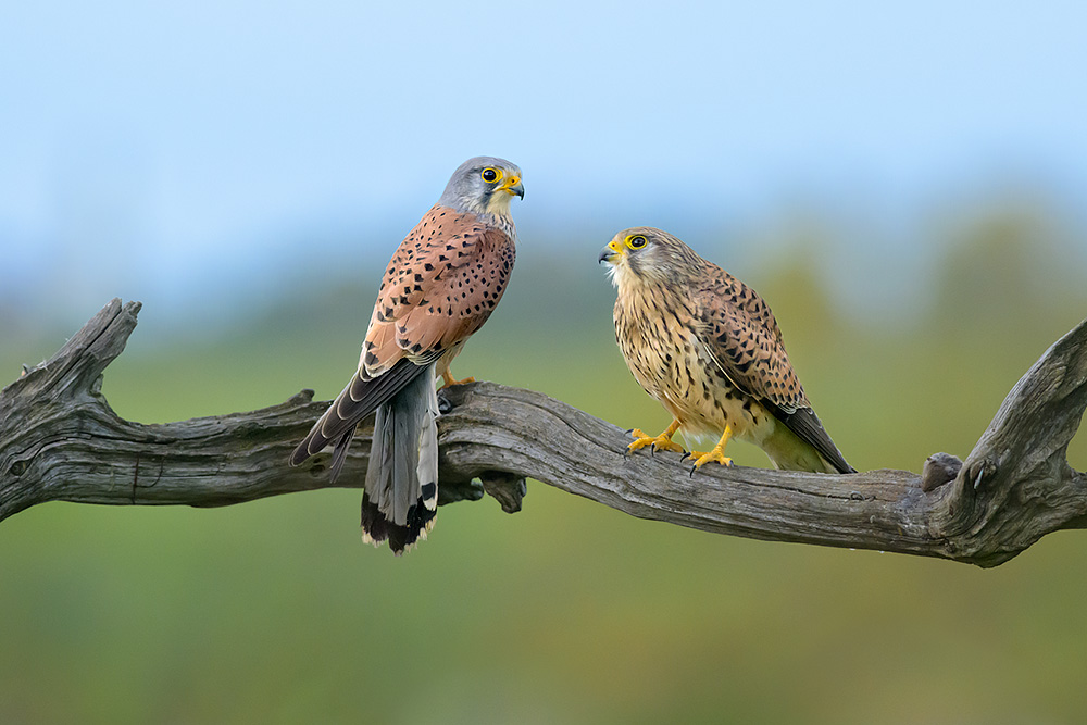 Wild Kestrel Hide wildlife photography