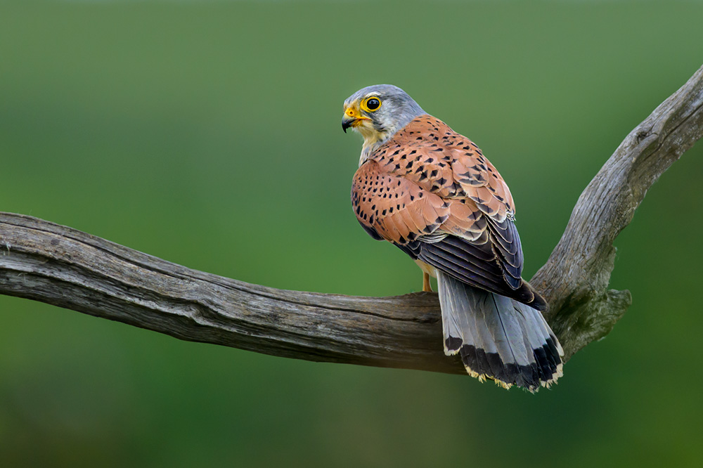 Wild Kestrel Hide wildlife photography
