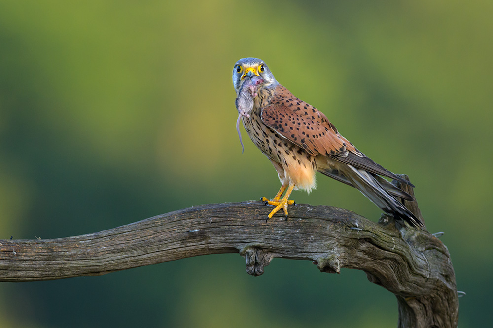 Wild Kestrel Hide wildlife photography