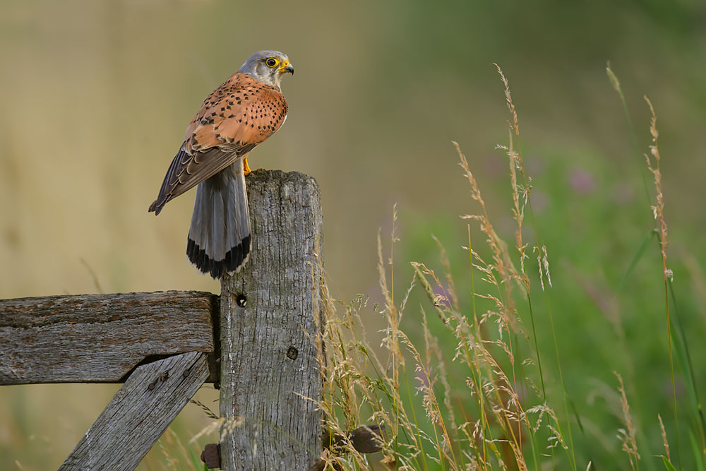 Wild Kestrel Hide wildlife photography