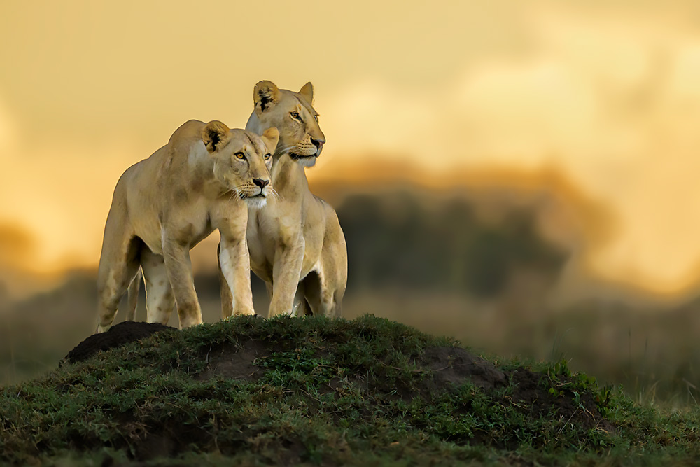 Spectacles of Masai Mara wildlife photography