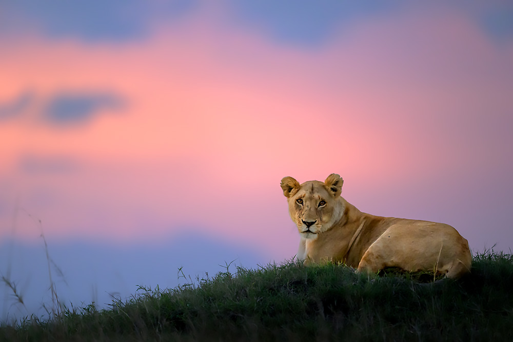 Magical Masai Mara wildlife photography