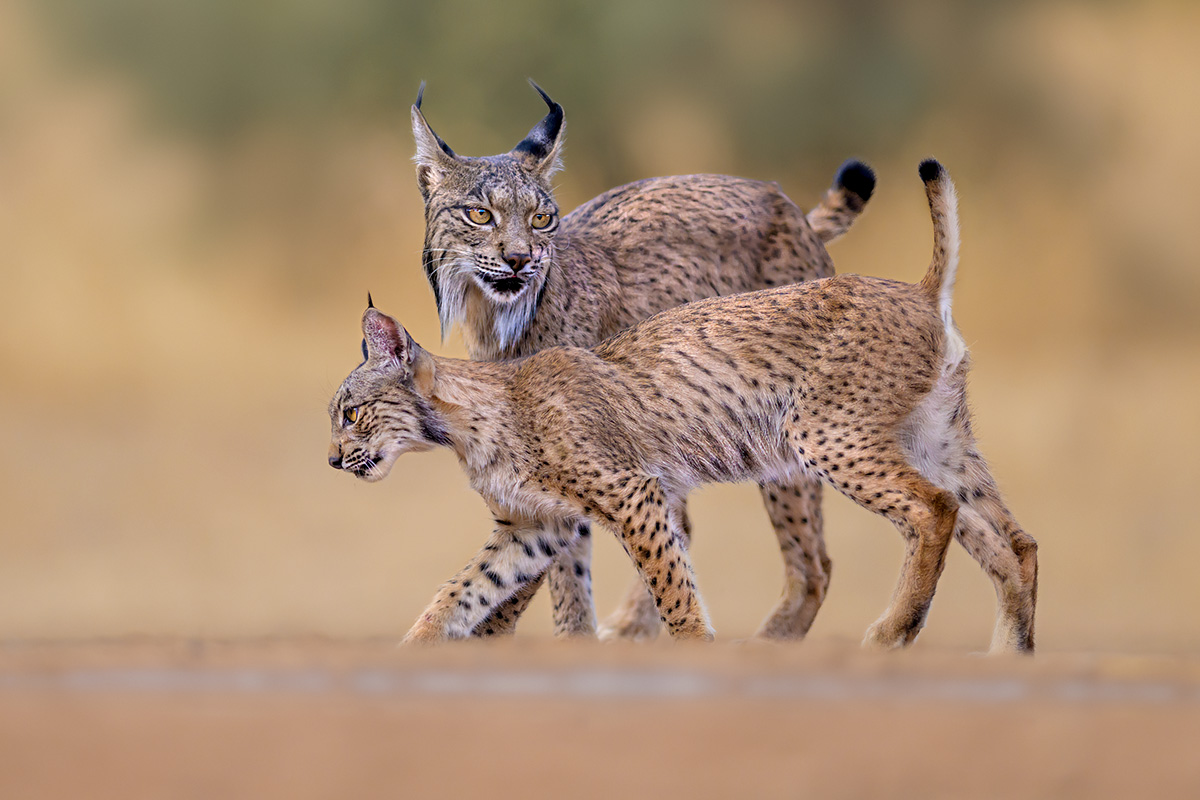 Iberian Lynx Summer Special wildlife photography tour