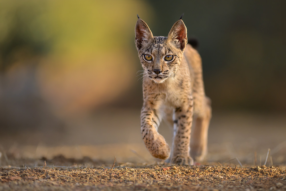 Iberian Lynx Summer Special wildlife photography