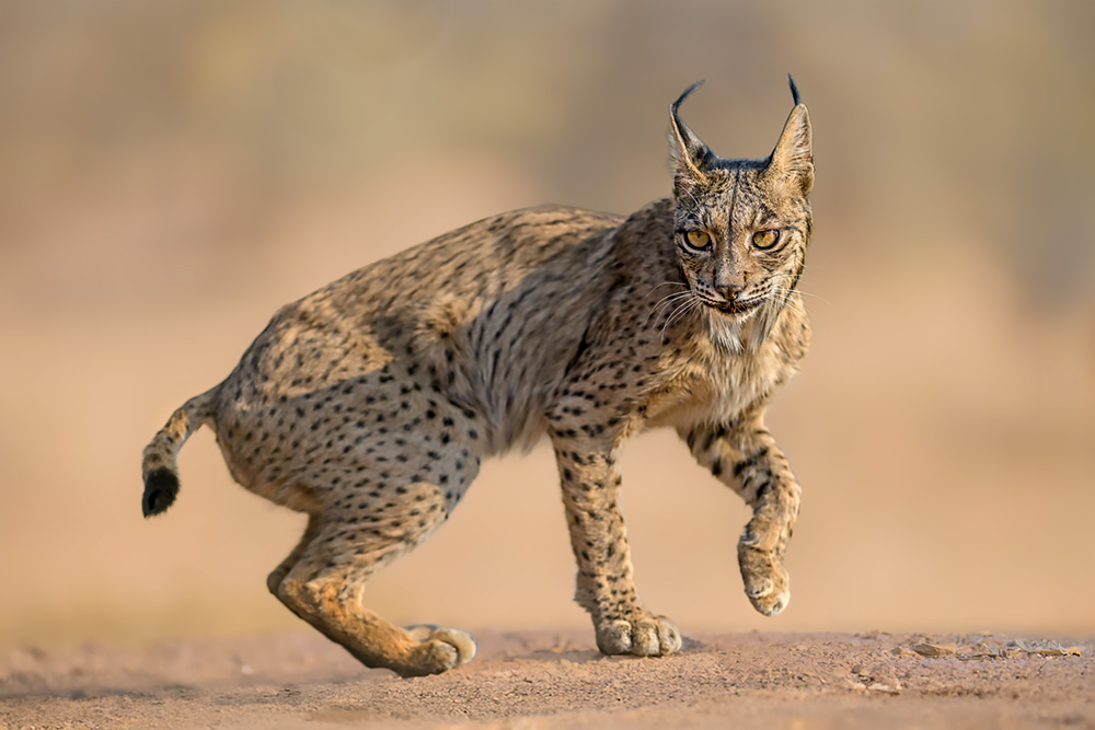 Iberian Lynx Summer Special wildlife photography