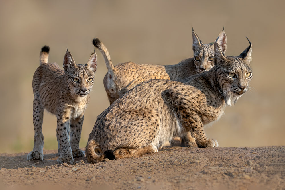 Iberian Lynx Summer Special wildlife photography