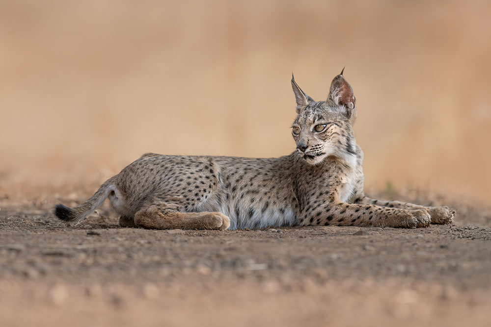 Iberian Lynx Summer Special wildlife photography