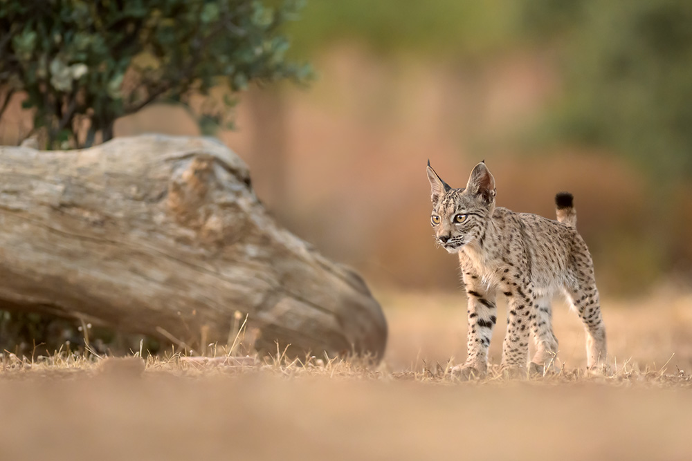 Iberian Lynx Summer Special wildlife photography