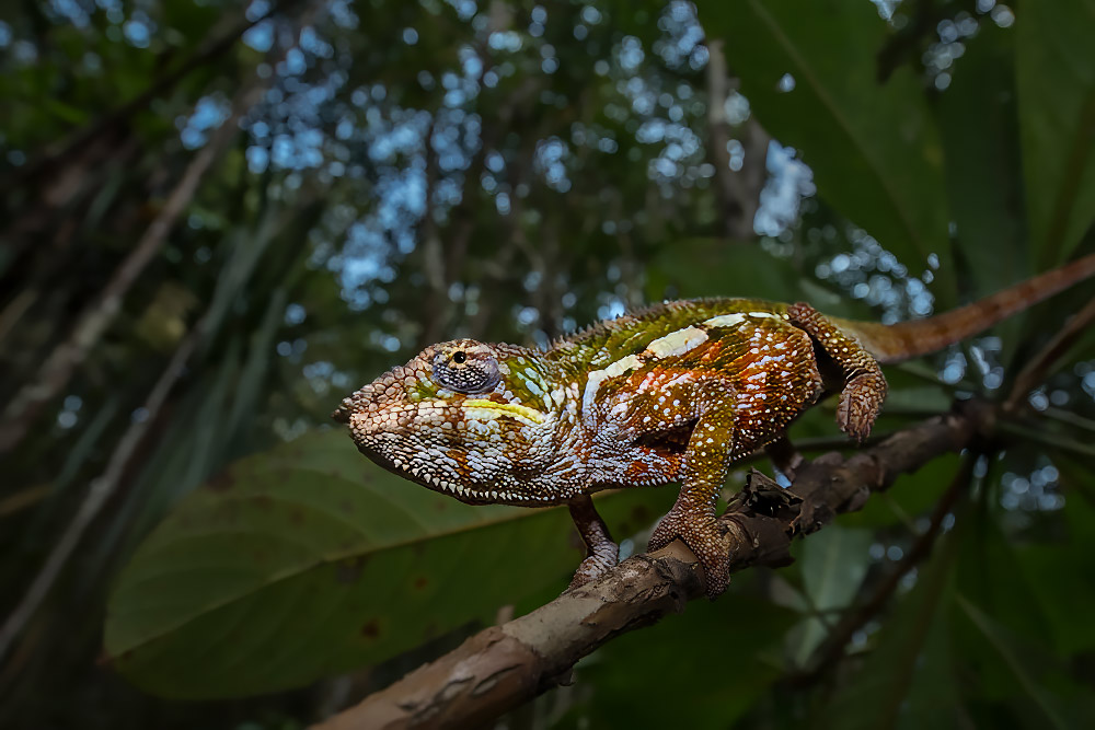 Madagascar Endemic Wildlife wildlife photography
