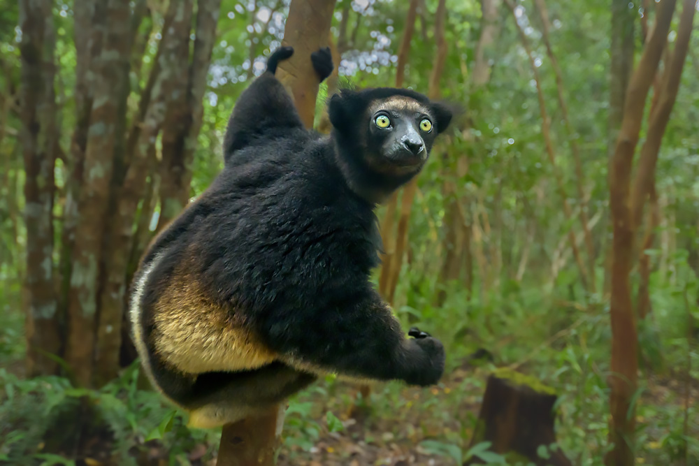 Madagascar Endemic Wildlife wildlife photography