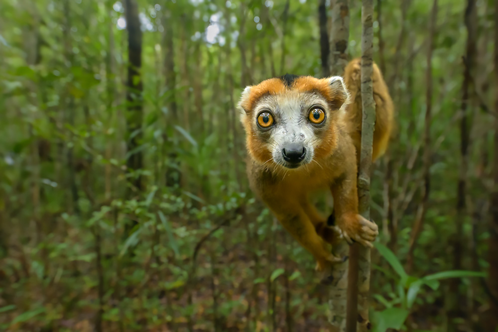 Madagascar Endemic Wildlife wildlife photography