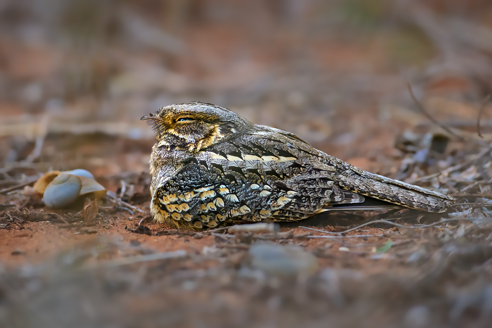 Madagascar Endemic Wildlife wildlife photography