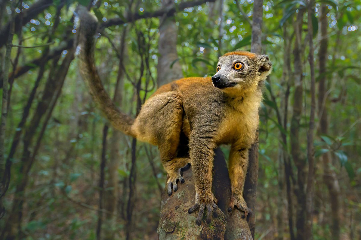 Madagascar Endemic Wildlife