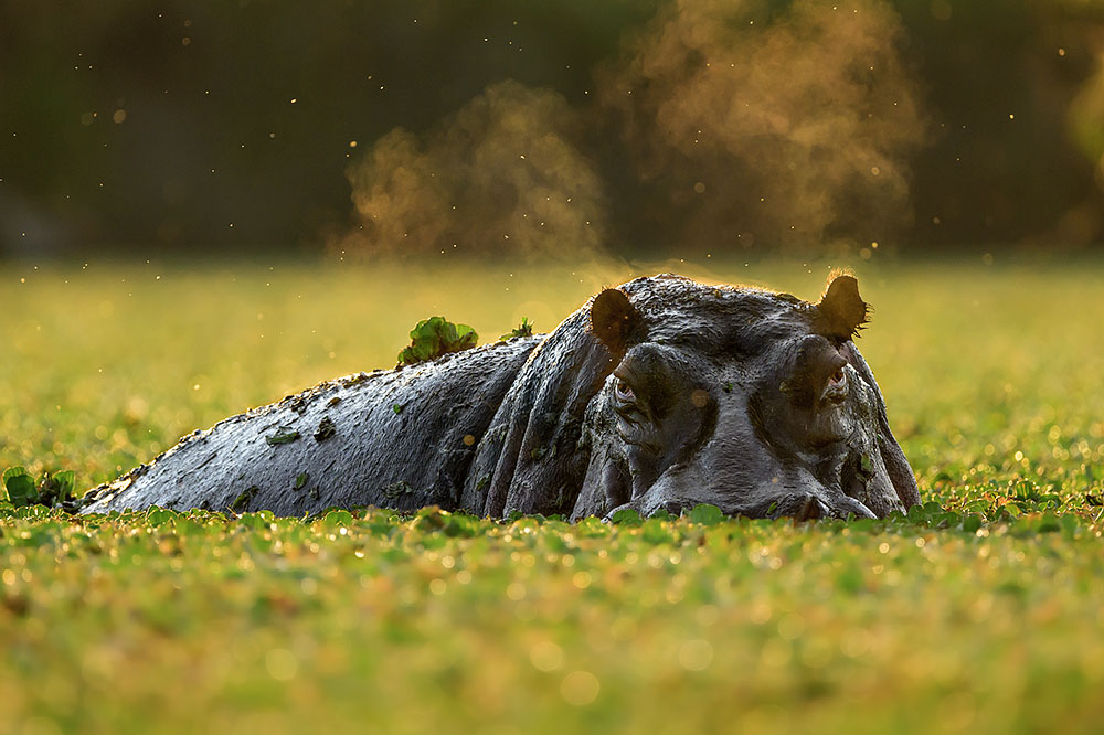 Magical Masai Mara wildlife photography