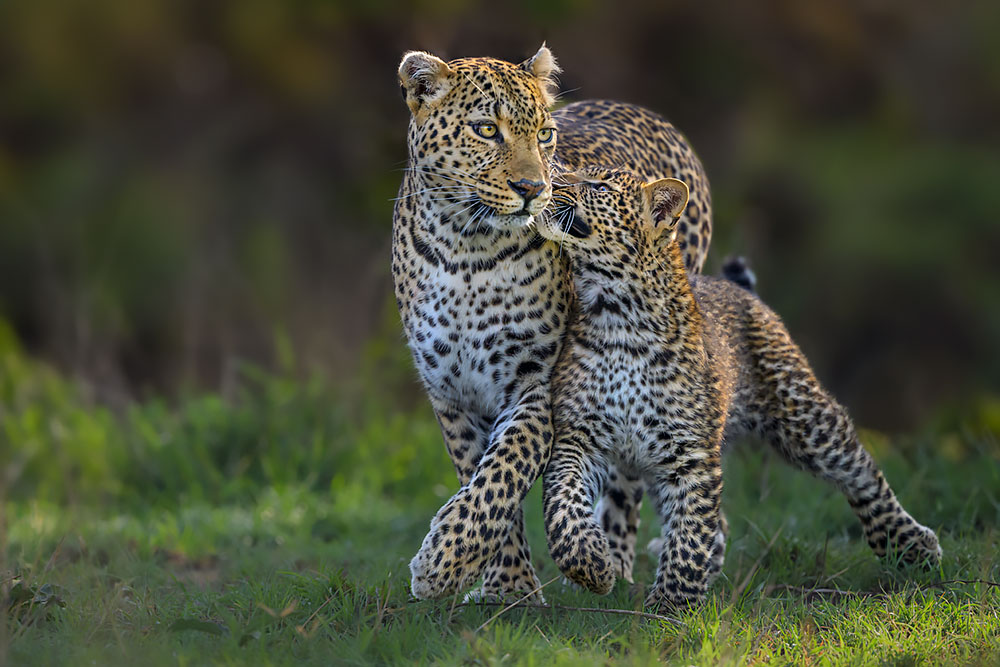 Magical Masai Mara wildlife photography
