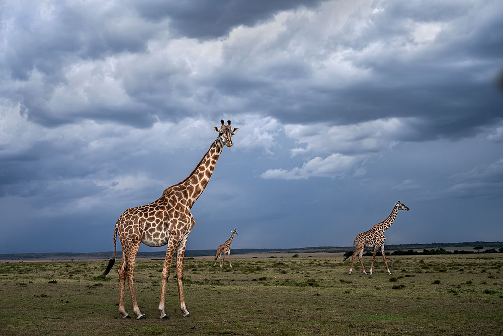 Magical Masai Mara wildlife photography